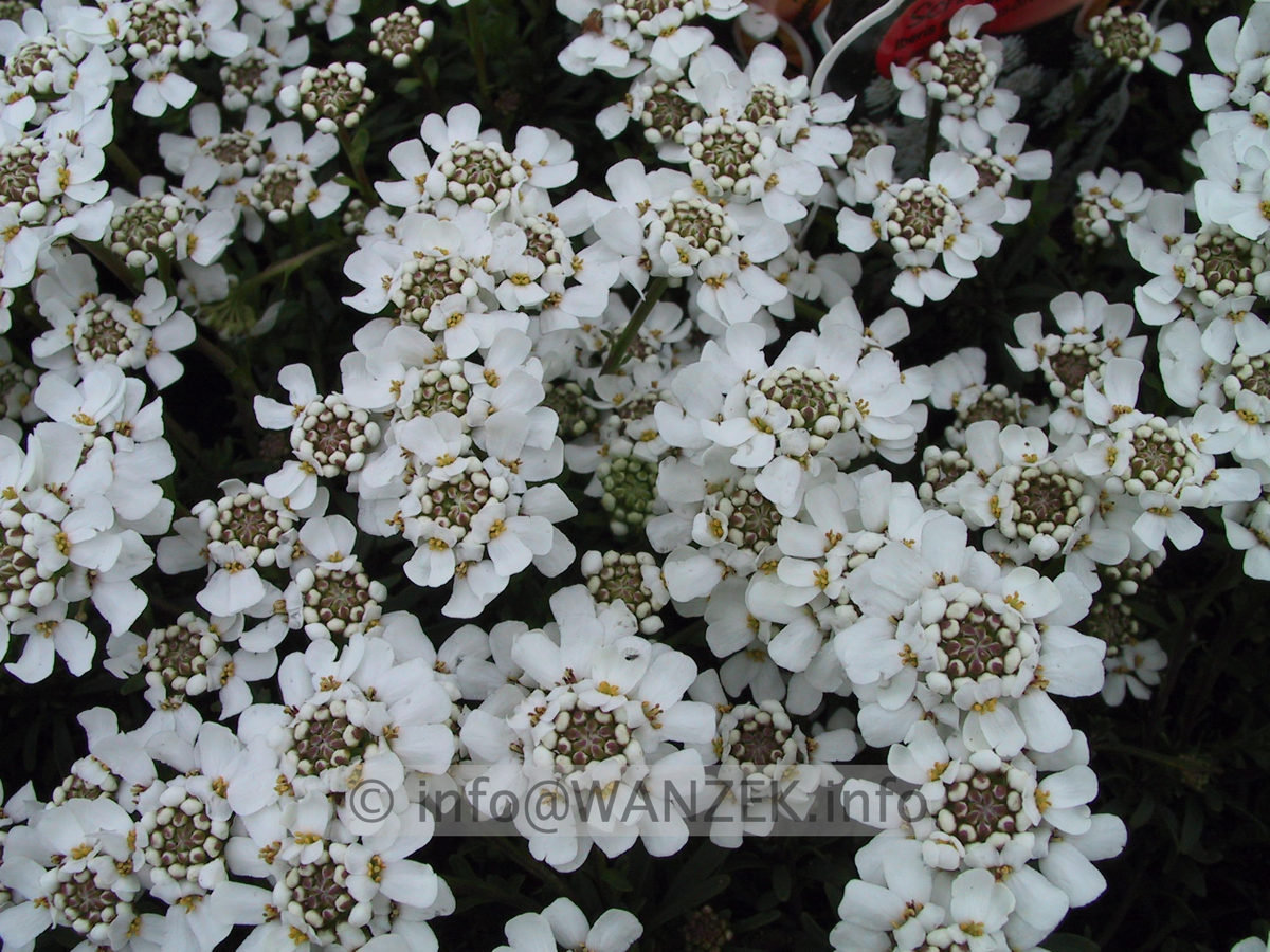 Iberis sempervirens Appen Etz 02.JPG